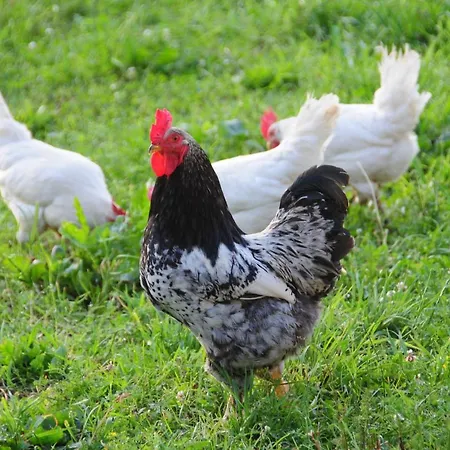 Farm stay Hartlhof *