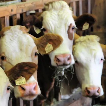 Фермерский дом Hartlhof Urlaub Am Baby- Und Kinderbauernhof Нидерау