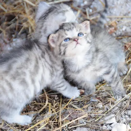 Фермерский дом Hartlhof Urlaub Am Baby- Und Kinderbauernhof Нидерау